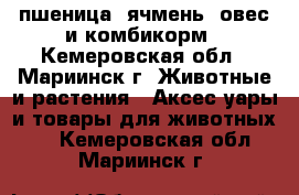 пшеница, ячмень, овес и комбикорм - Кемеровская обл., Мариинск г. Животные и растения » Аксесcуары и товары для животных   . Кемеровская обл.,Мариинск г.